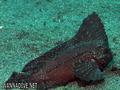 foto de buceo
