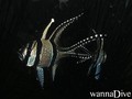 foto de buceo