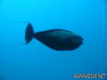 foto de buceo
