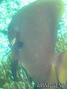 foto de buceo