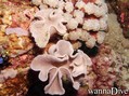 foto de buceo