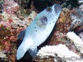 foto de buceo