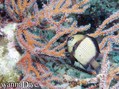 foto de buceo
