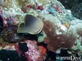 foto de buceo