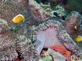 foto de buceo