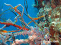 foto de buceo