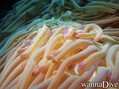 foto de buceo