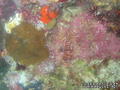 foto de buceo