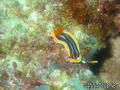 foto de buceo