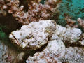 foto de buceo