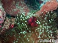 foto de buceo