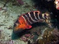 foto de buceo