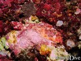foto de buceo