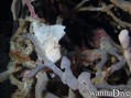 foto de buceo