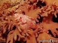 foto de buceo
