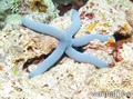 foto de buceo