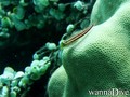 foto de buceo