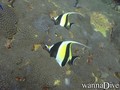 foto de buceo