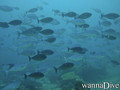 foto de buceo