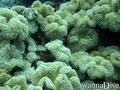 foto de buceo