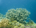 foto de buceo