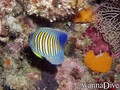 foto de buceo