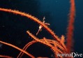 foto de buceo