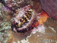 foto de buceo