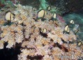 foto de buceo