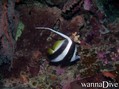 foto de buceo