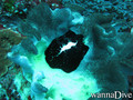 foto de buceo