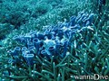 foto de buceo
