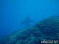 foto de buceo