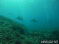 foto de buceo