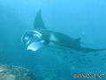 foto de buceo
