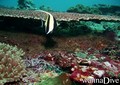 foto de buceo