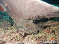foto de buceo