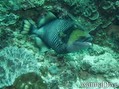 foto de buceo