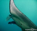 foto de buceo