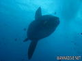foto de buceo