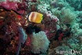 foto de buceo