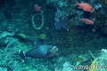 foto de buceo