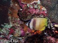 foto de buceo