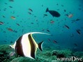 foto de buceo