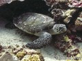 foto de buceo