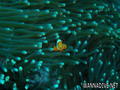 foto de buceo