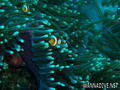 foto de buceo