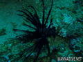 foto de buceo
