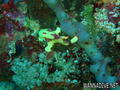 foto de buceo