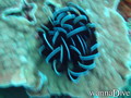 foto de buceo